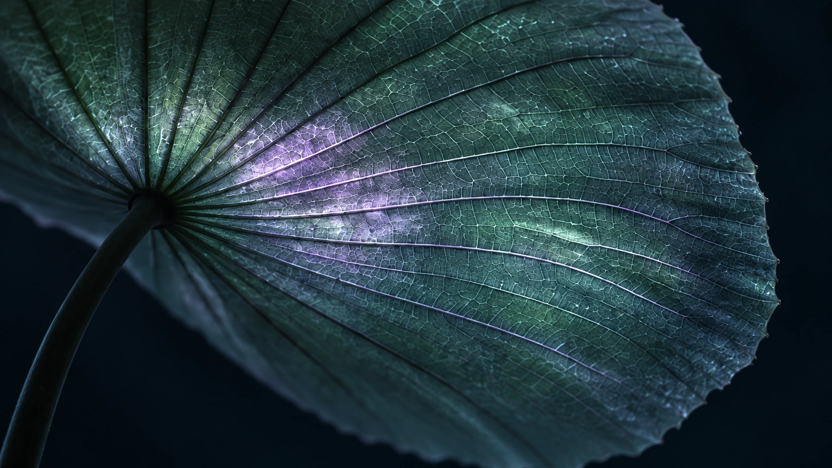 An intimate view of a translucent ribbed leaf with intricate mint and violet luminous veins.
