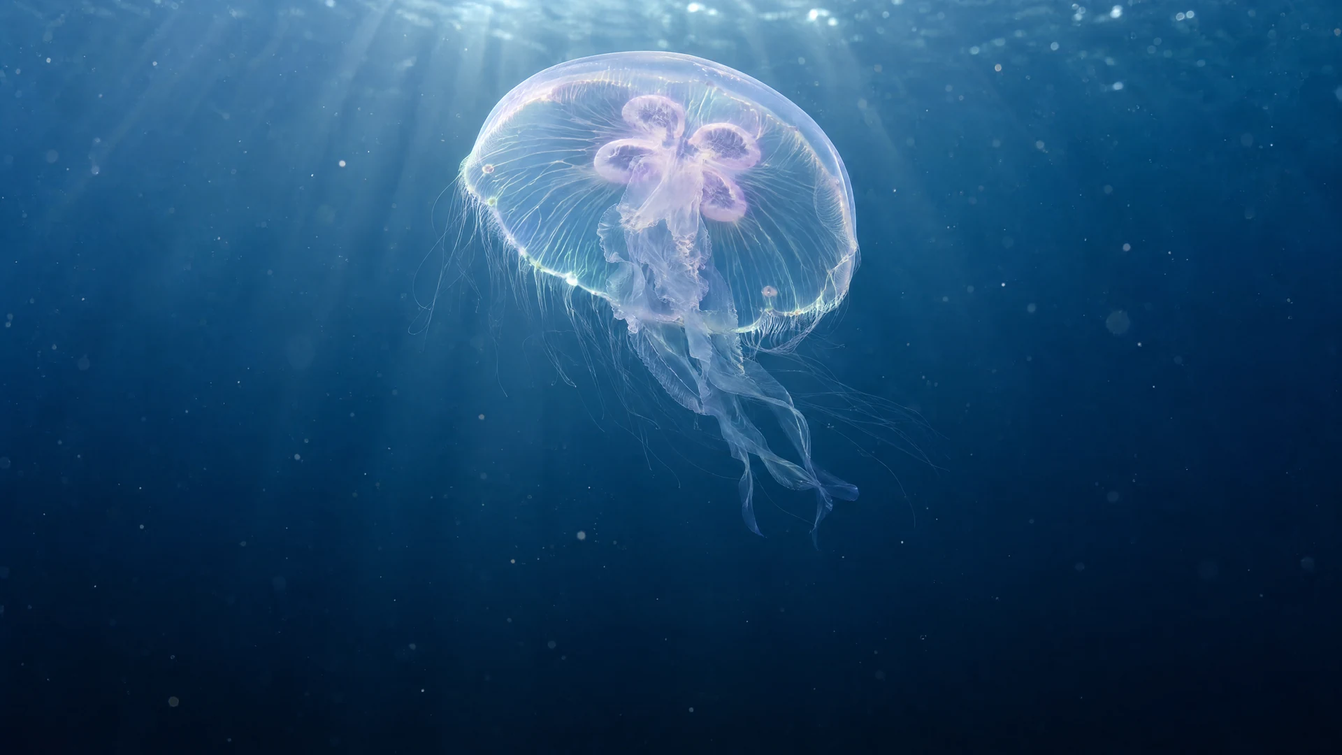An opalescent moon jellyfish suspended in deep blue water, with fine lavender structures and soft light from above.
